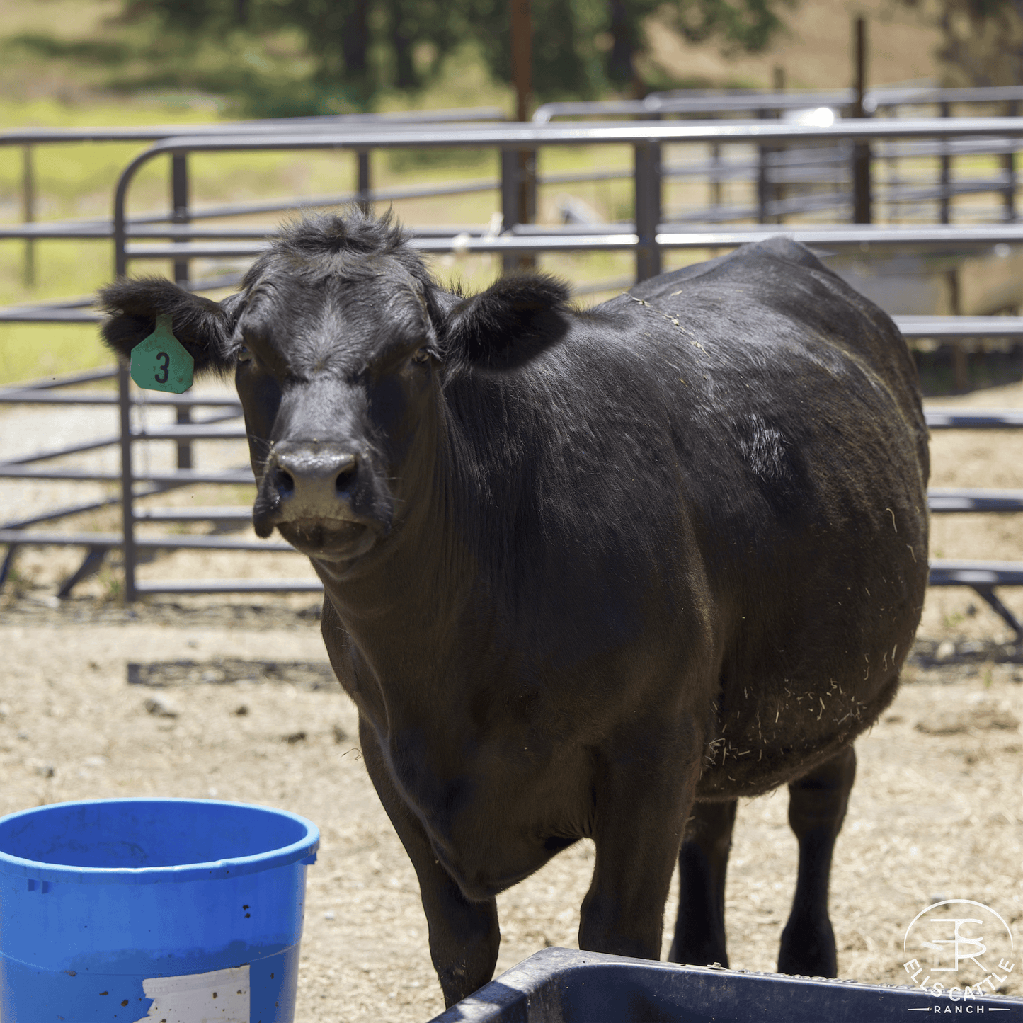 Black Angus Half Beef Share Deposit - 2025