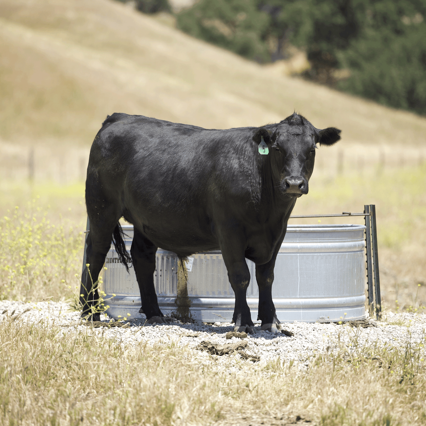 Black Angus Half Beef Share Deposit - 2025