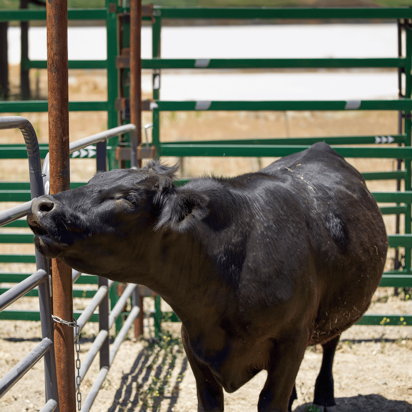 Black Angus Half Beef Share Deposit - 2025