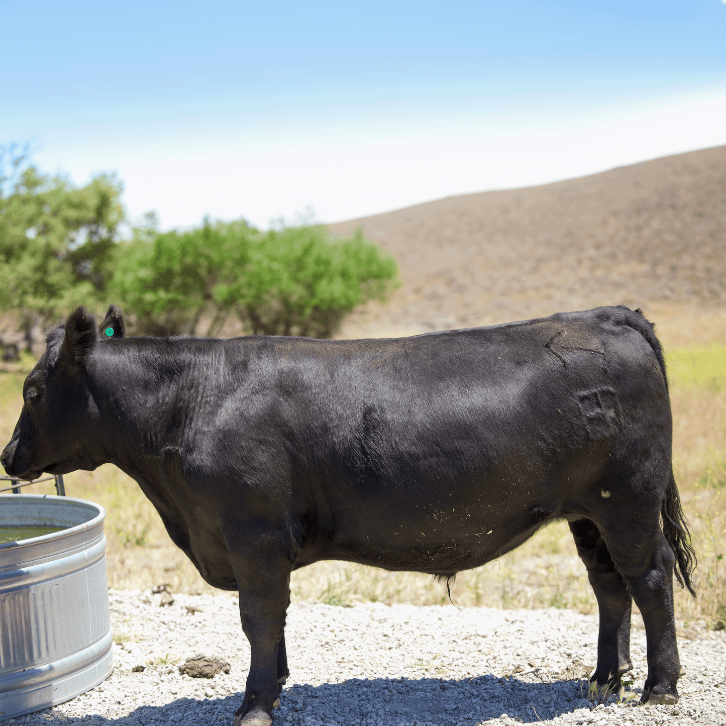 Black Angus Half Beef Share Deposit - 2025