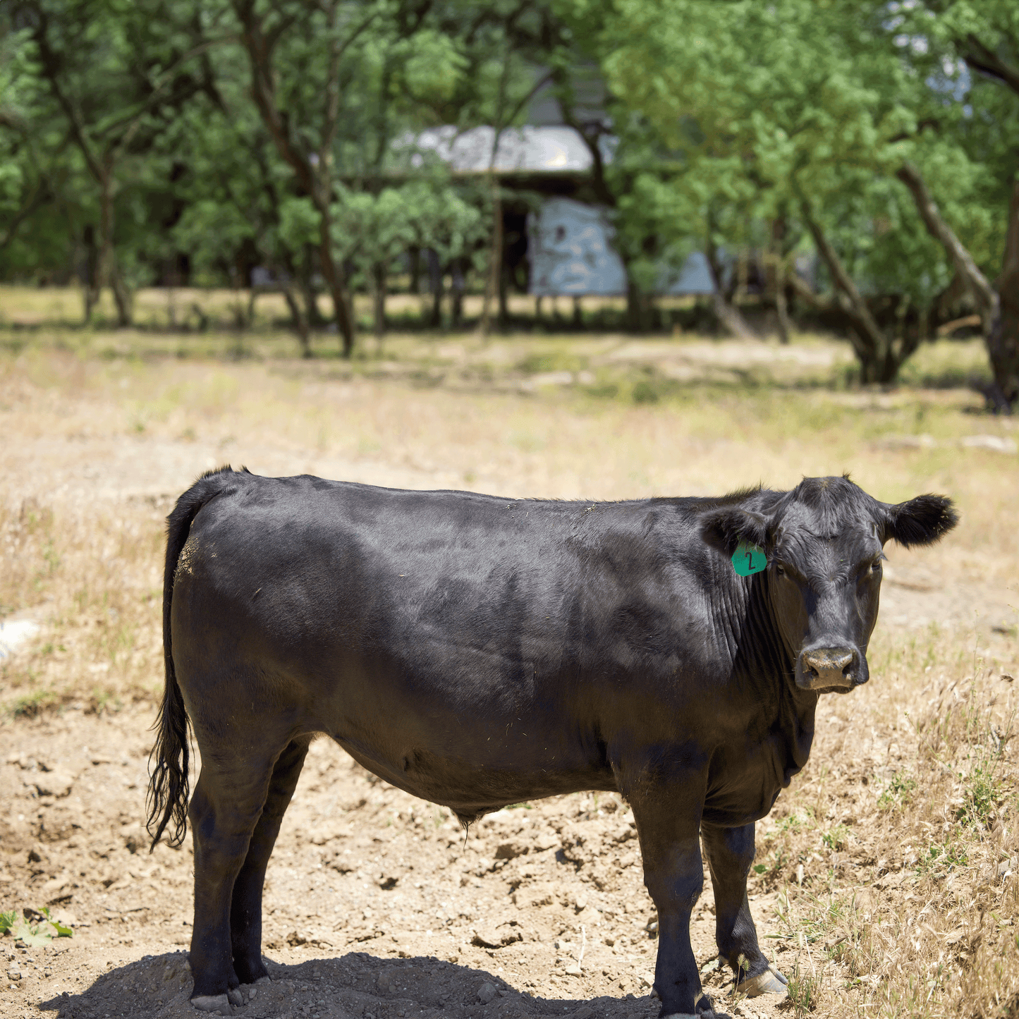 Black Angus Half Beef Share Deposit - 2025