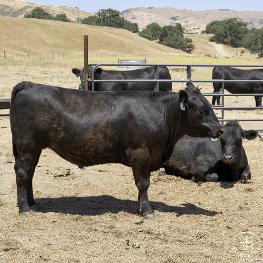 Black Angus Half Beef Share - Pasture Raised, Grain Finished, Quality Beef