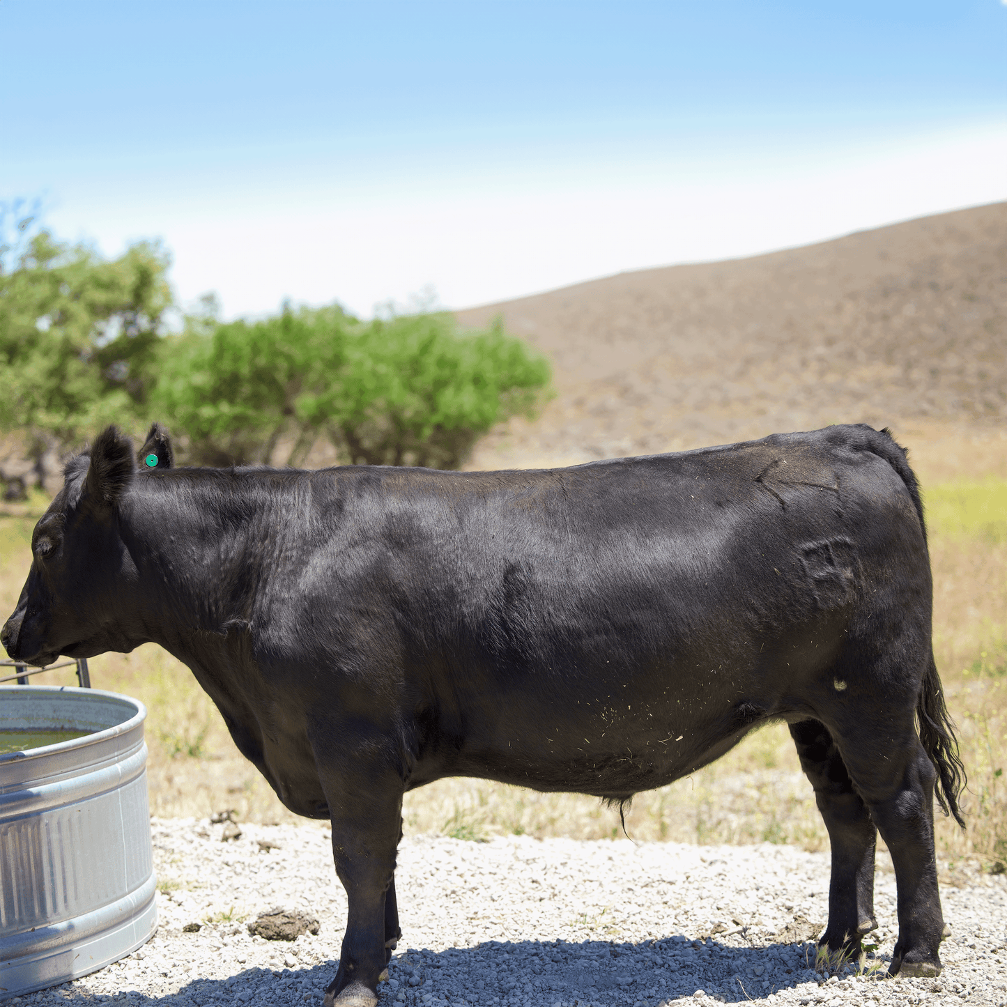 Black Angus Half Beef Share Deposit